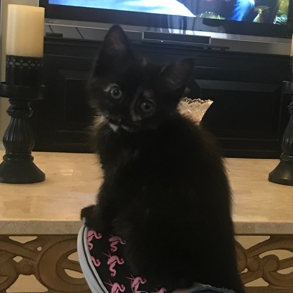 Meet your Posher, Jodi - Picture 4 of 4